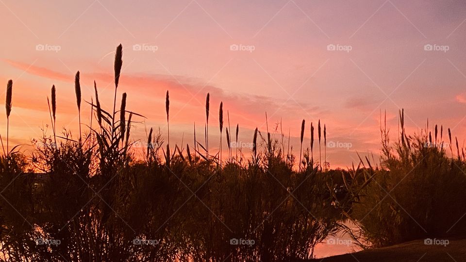 CatTails reflect evening Sunset Colors. Strong Hues of Pink with Some Yellows make for a Beautiful Sunset. 