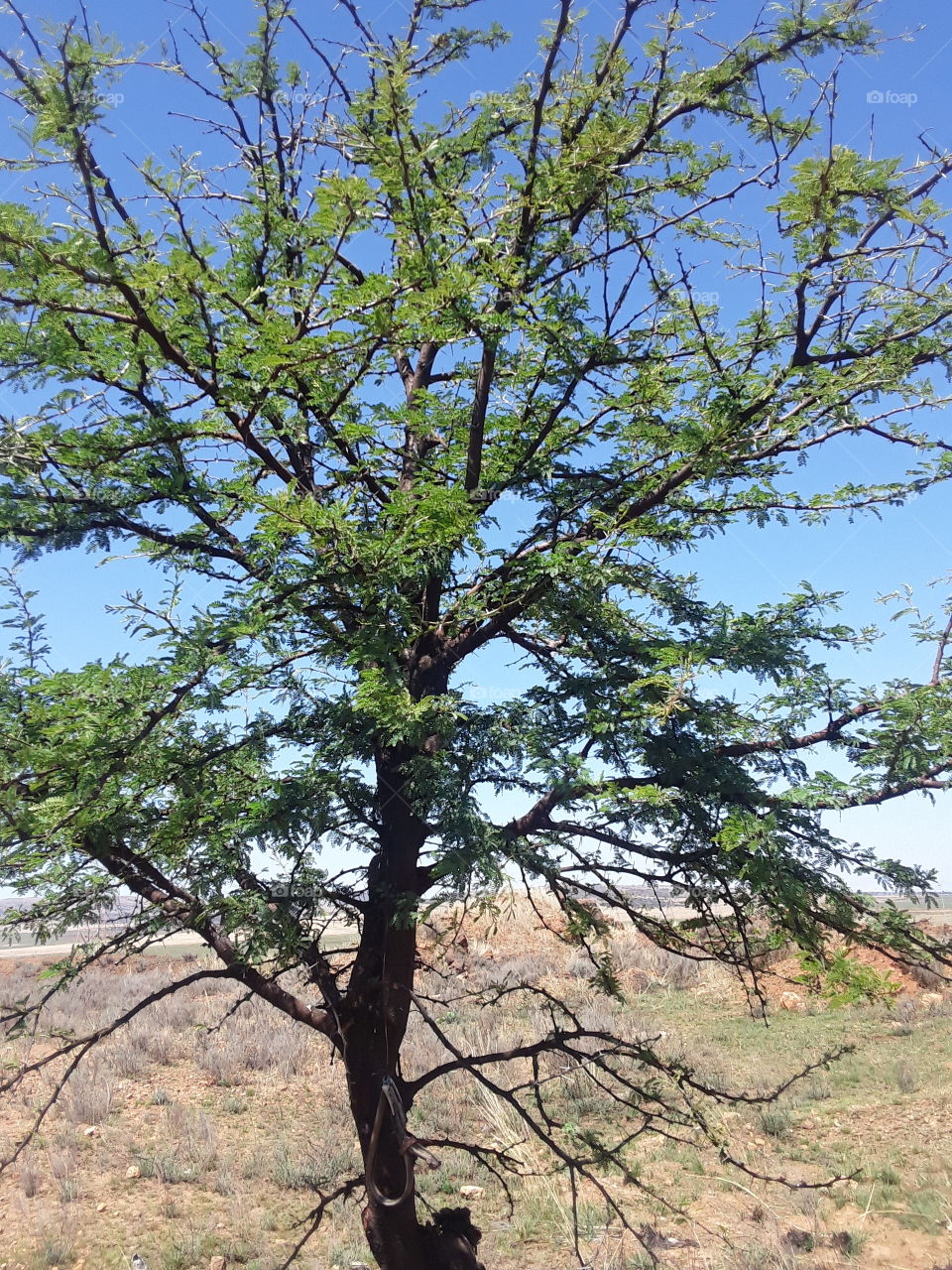 A beautiful needle tree at springtime.