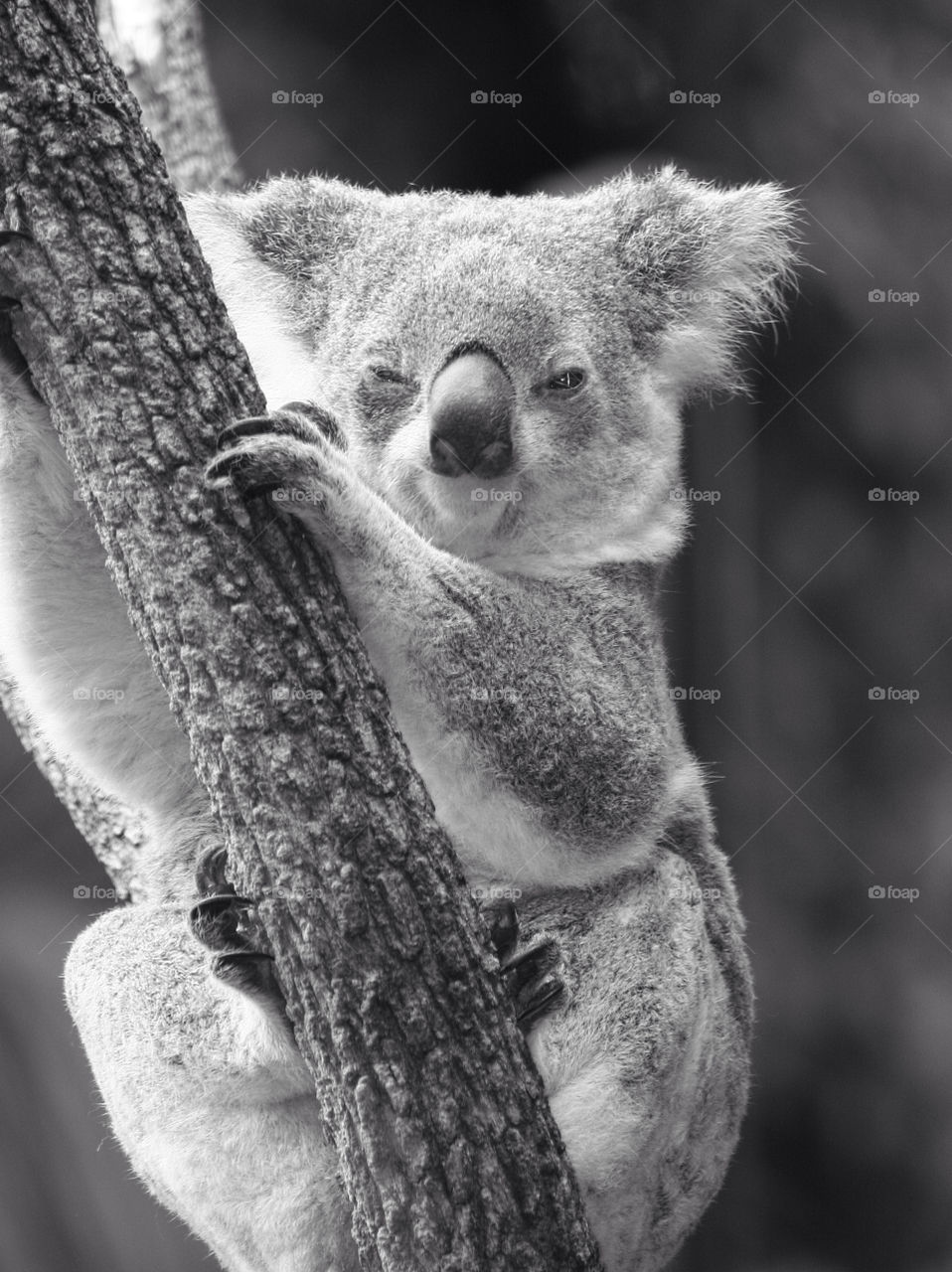 Portrait of koala resting on tree
