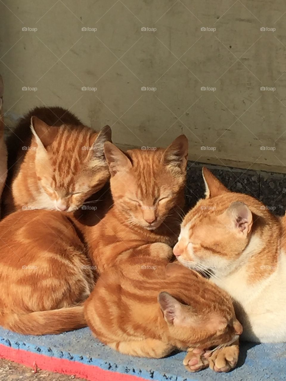Sleeping cats 