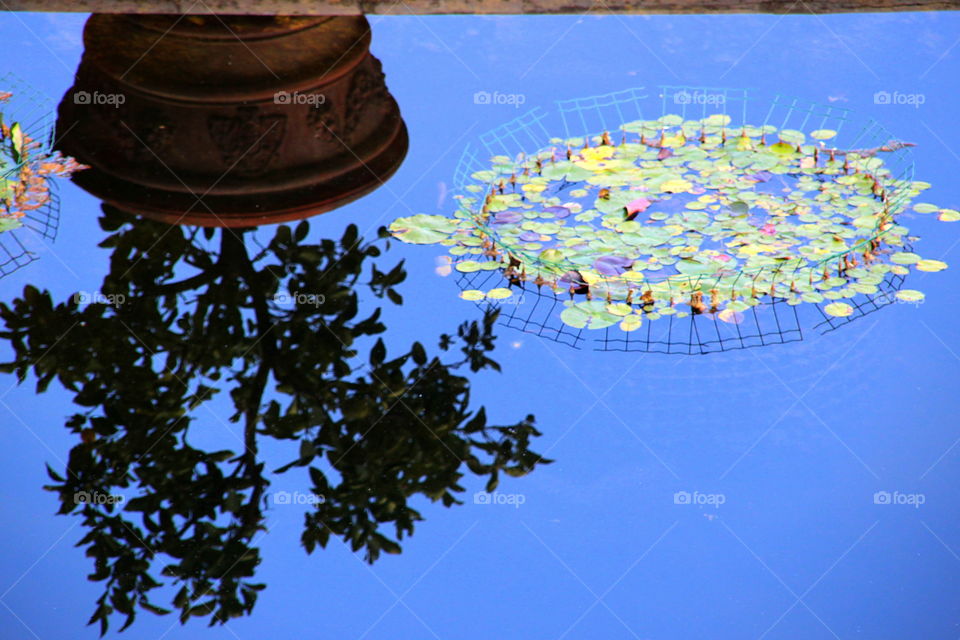 plant in the pot reflected in the water with water lilies