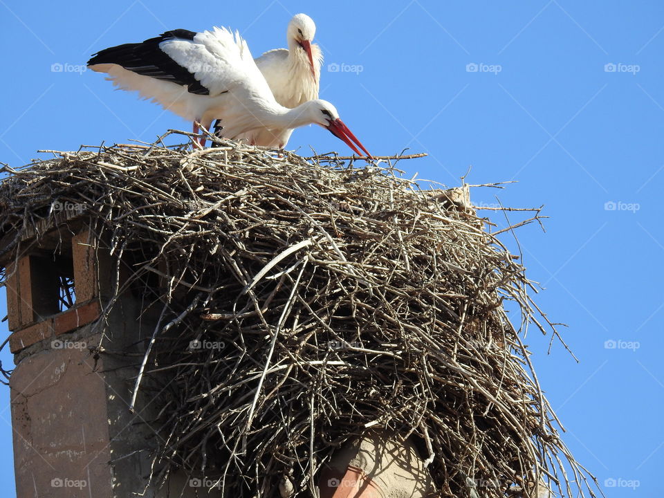 Building a nest