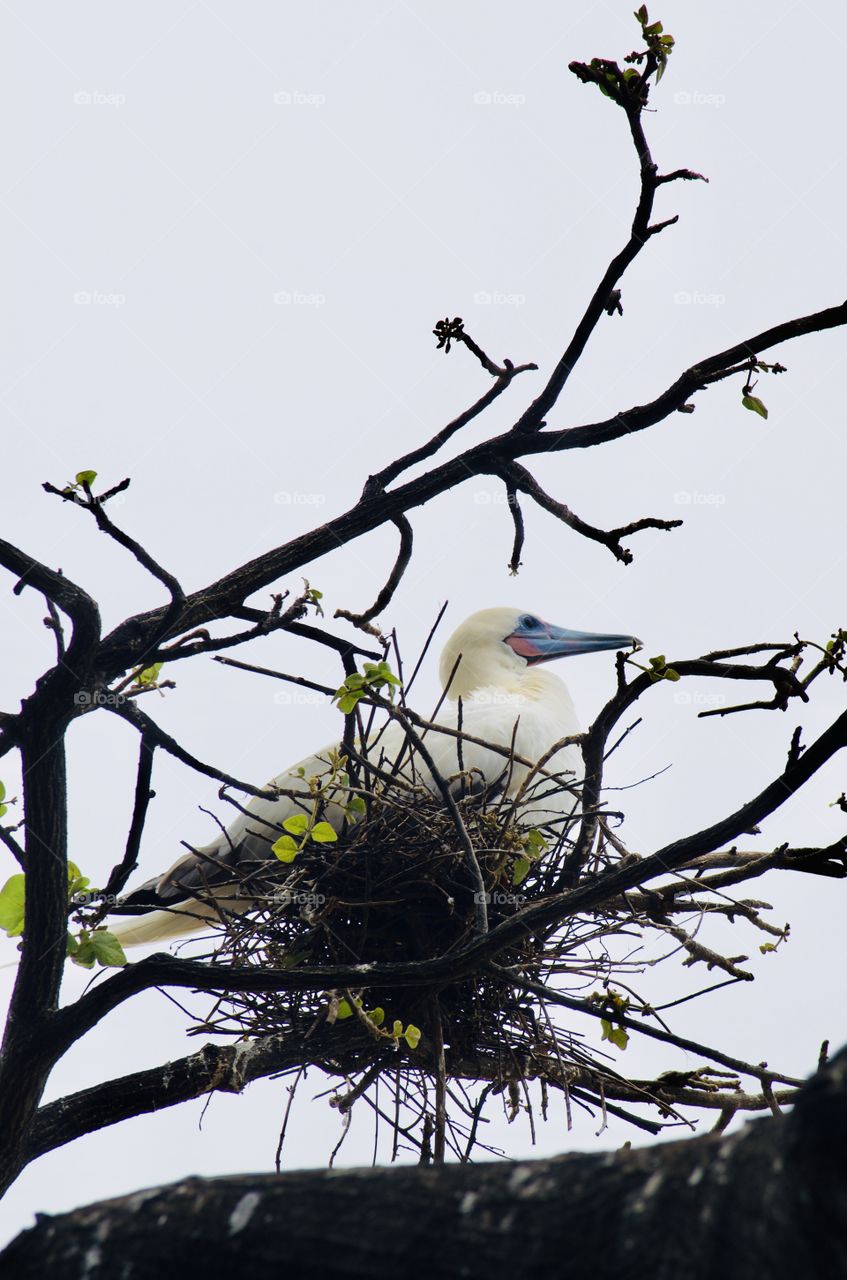White bird with blue beak in neon nests