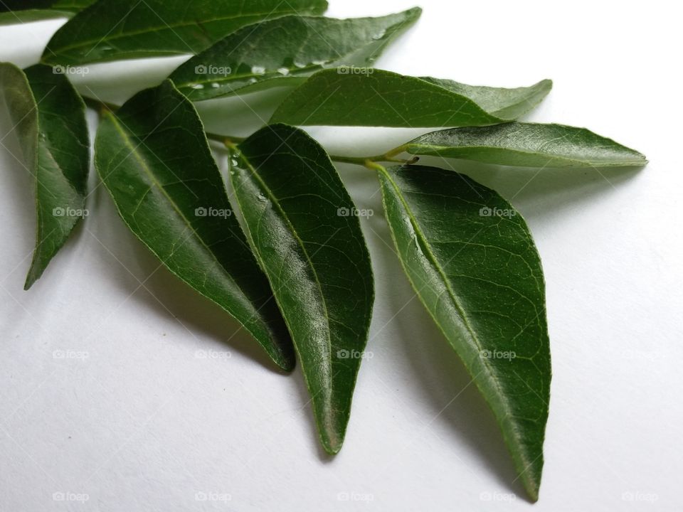 Green fresh curry leaves in white background