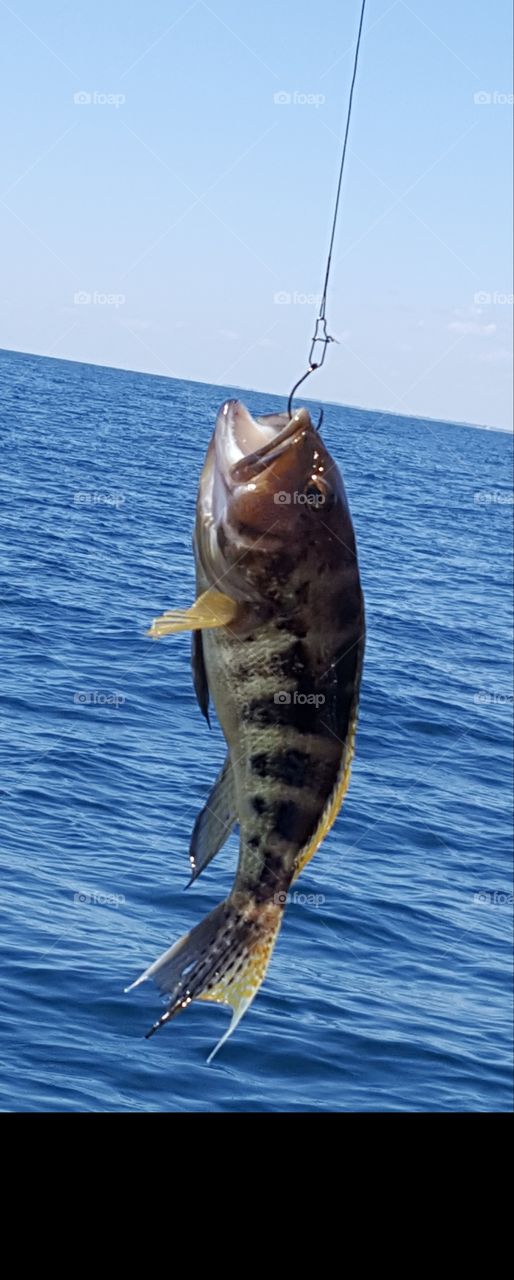 Big Bass fish