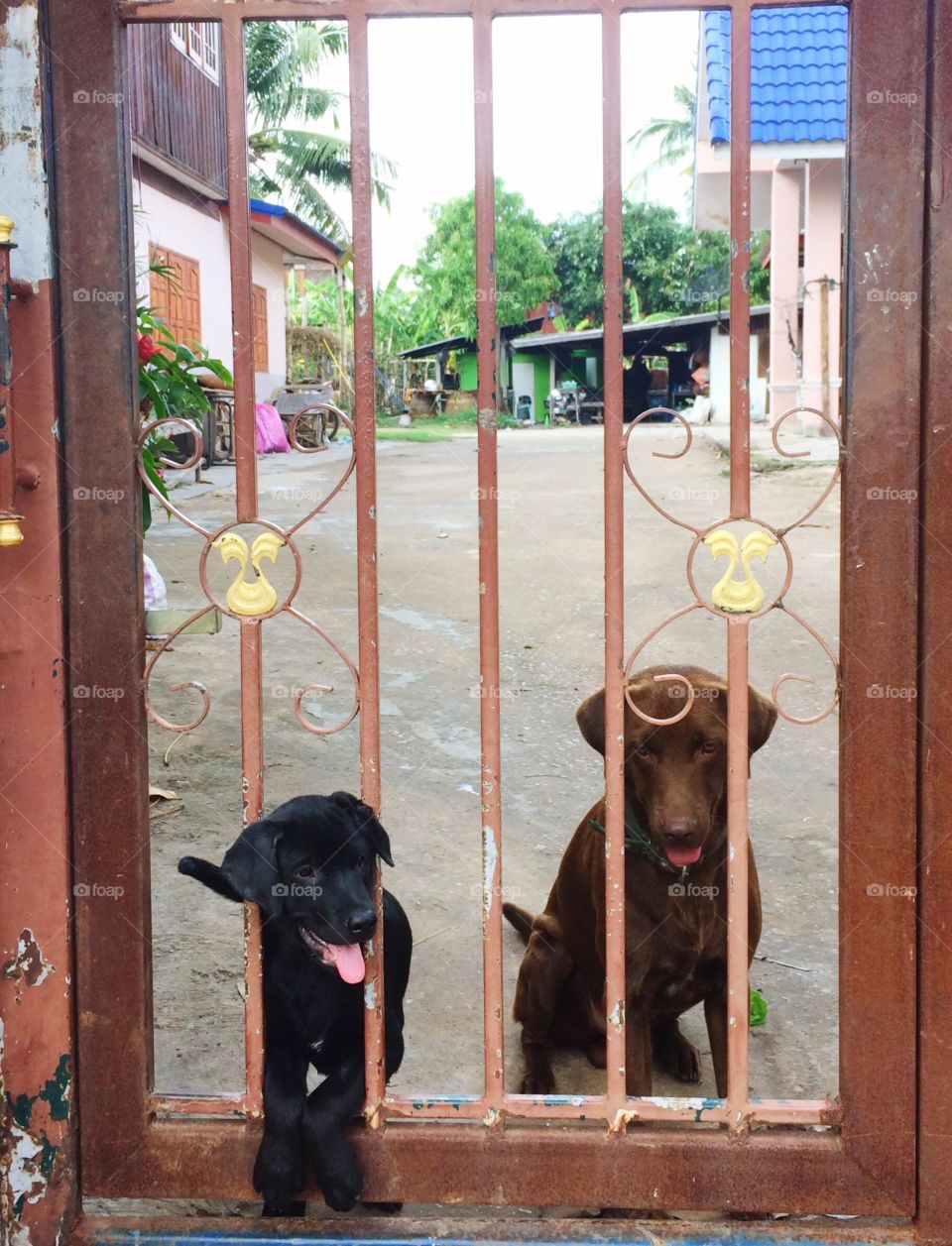 My dogs at the gate want to follow me 