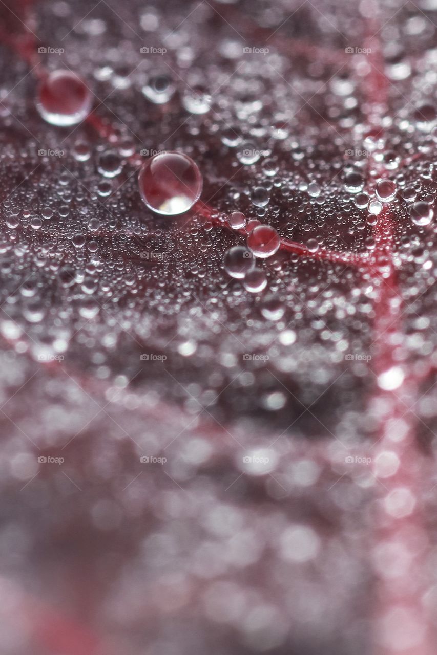 morning dews on the red leaves