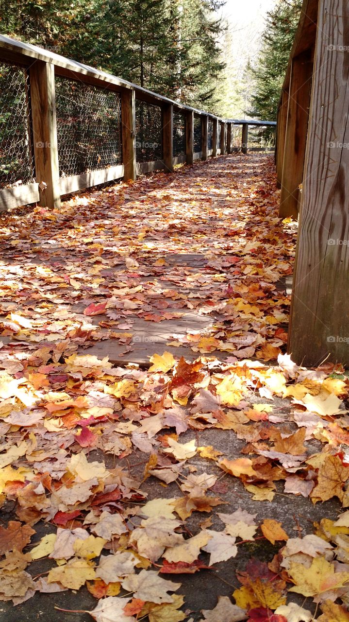 Autumn leaves bridge