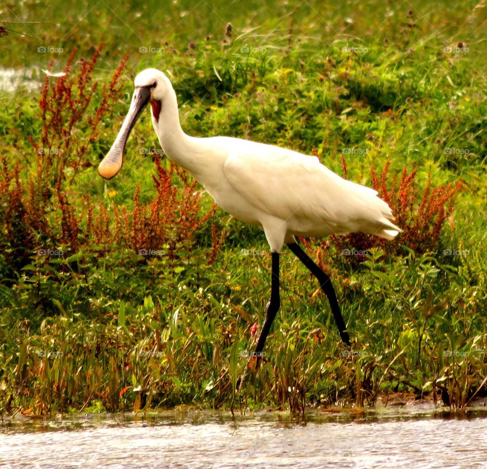 spoonbill