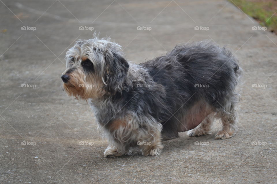 this is Forrest, our wire hair dapple dachshund. 