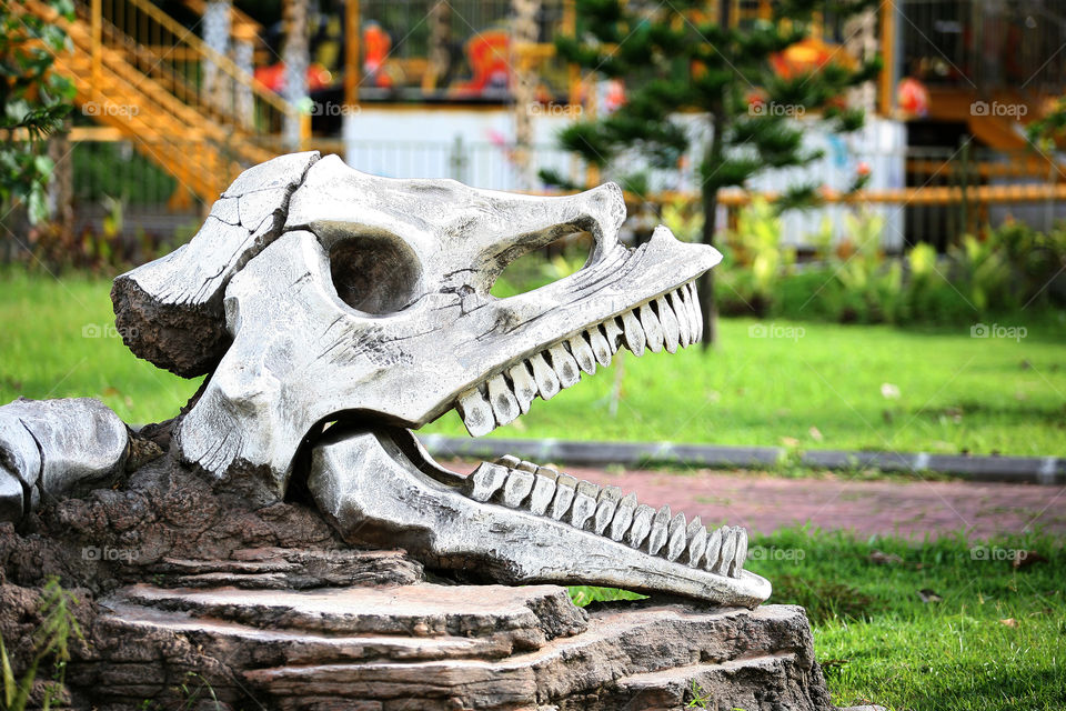 Dinosaur skeleton