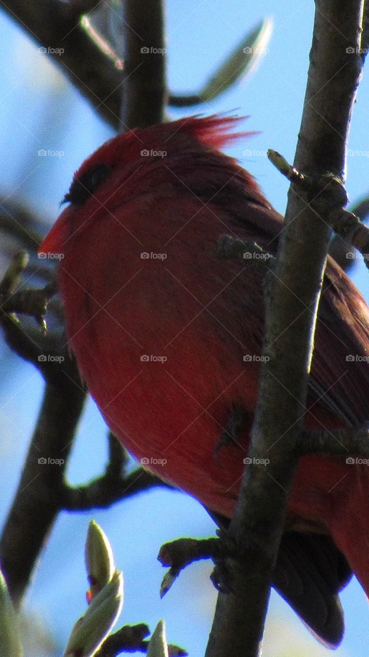 Cardinal close up