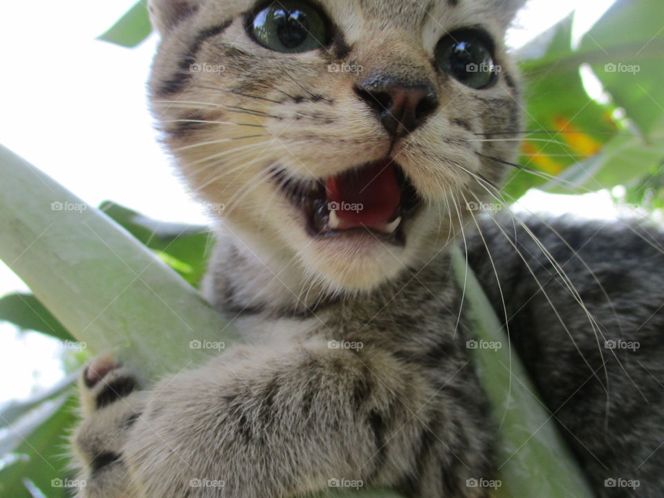 Cat Egyptian Mau