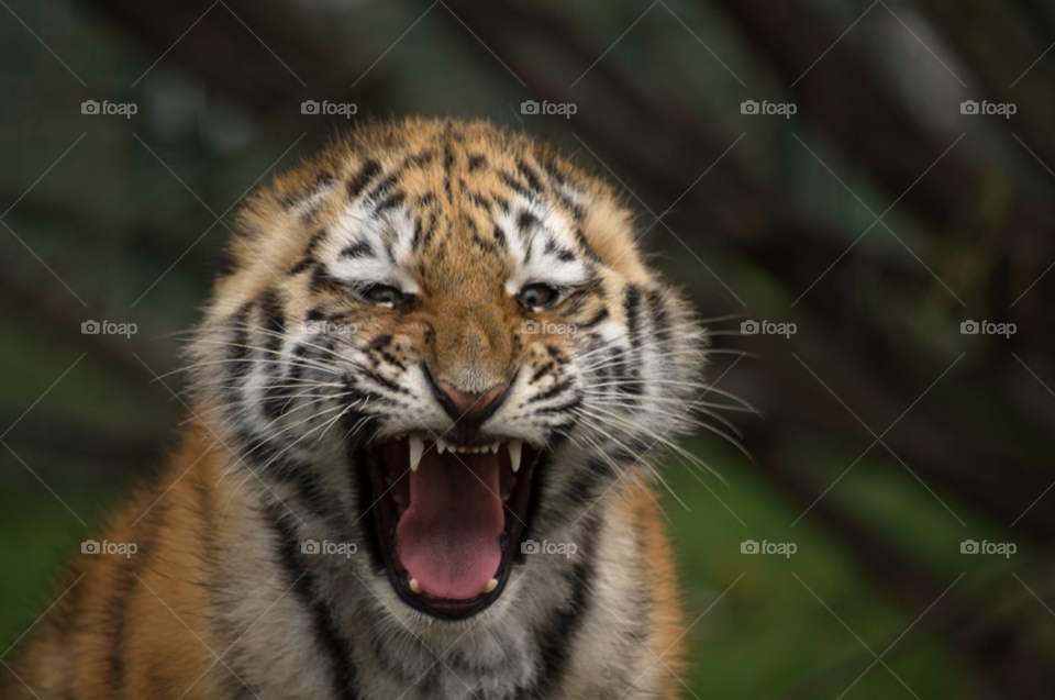 colourful tiger angry cub by gaillewisbraznell