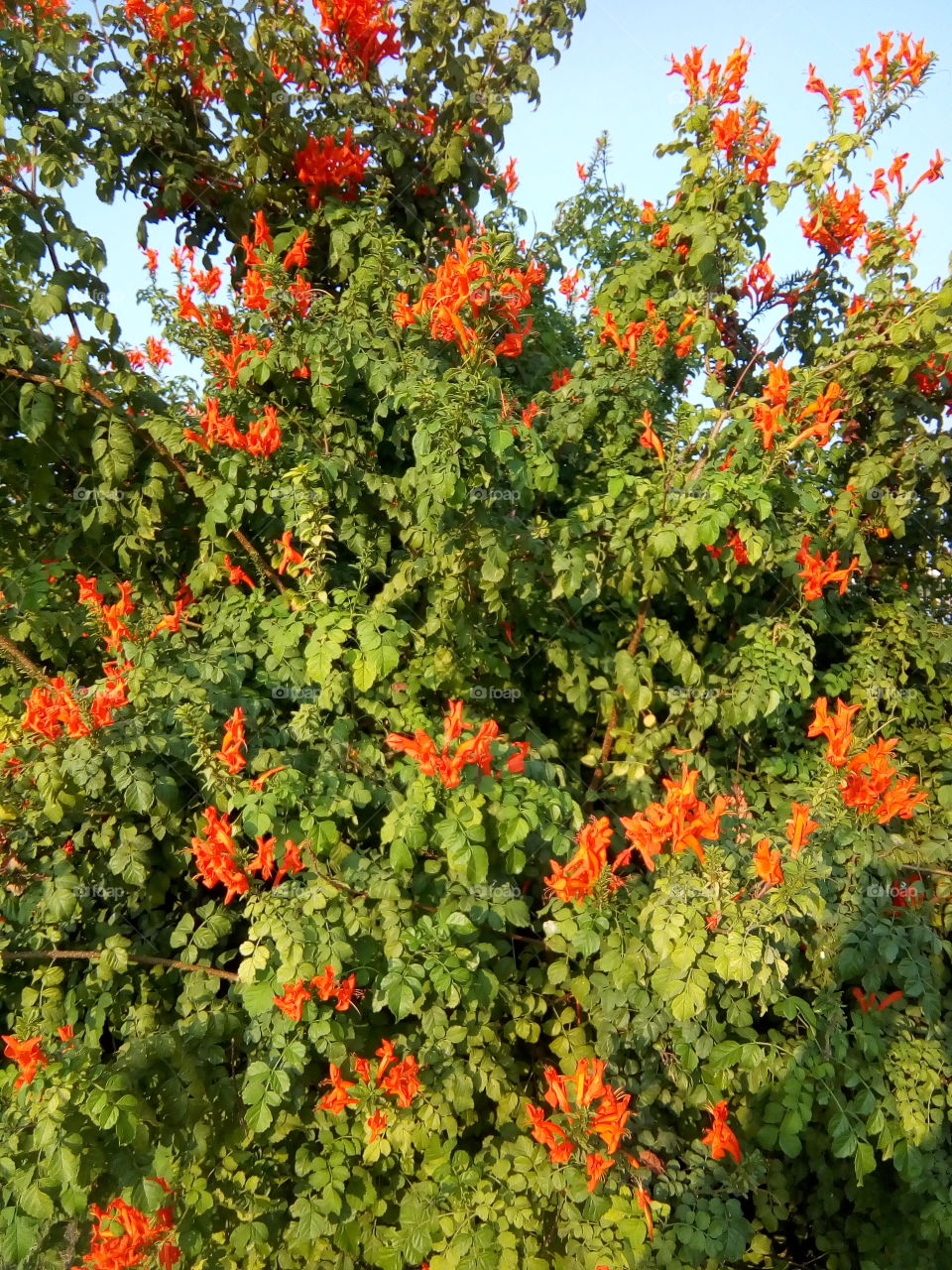 beautiful flowers in a garden