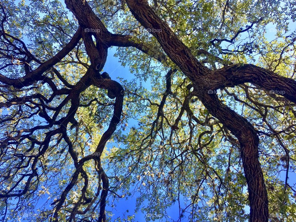 Oak branches in the south 