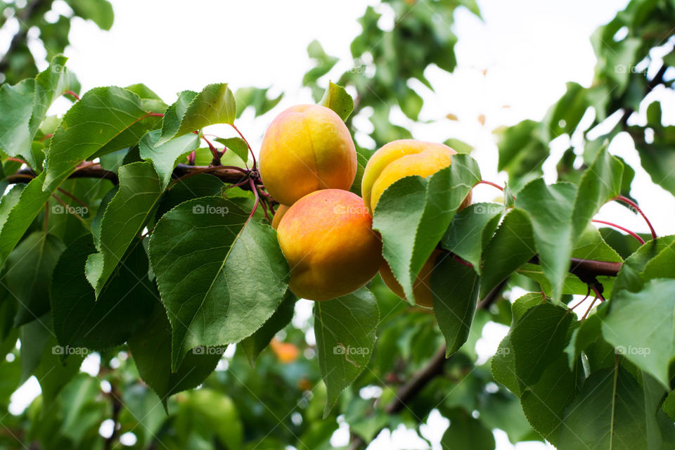 apricot tree