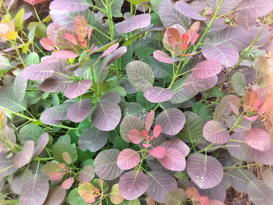 Random cool color plants:)