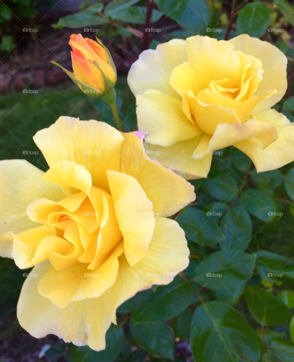 Yellow Rose