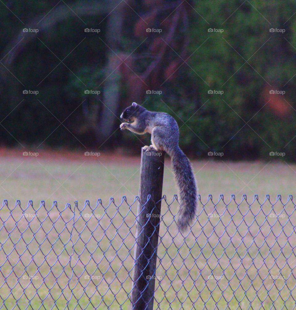 Having a snack on a fence post