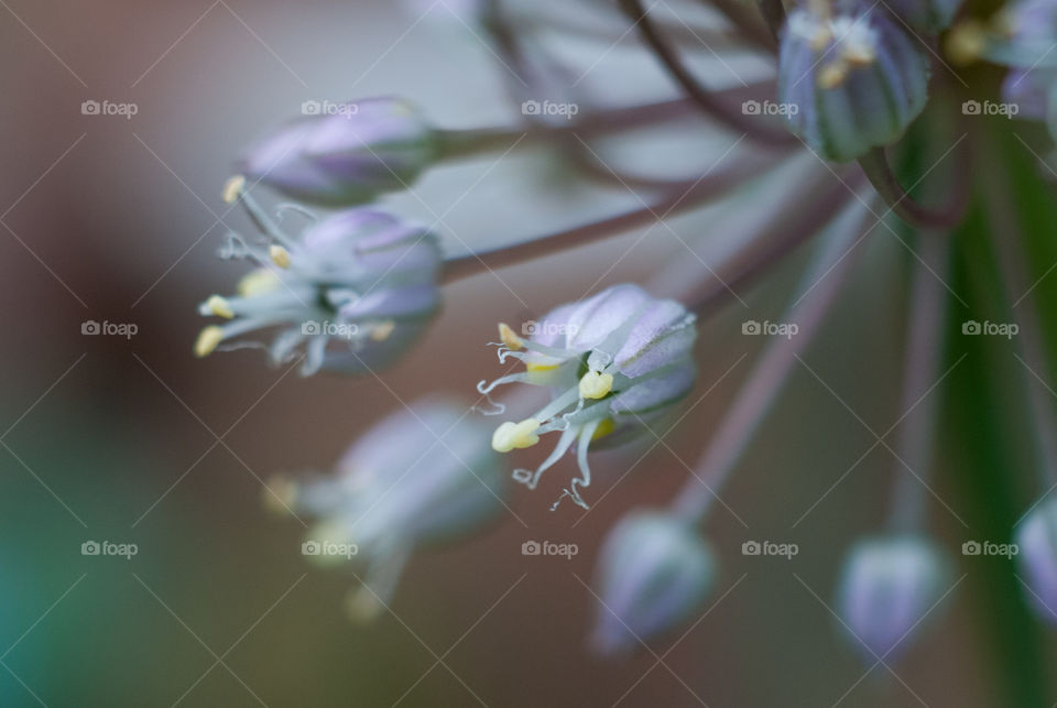 Close-up of a flowers