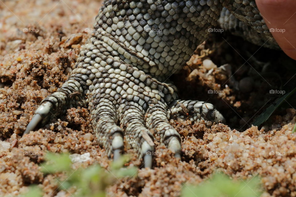 Close-up shot of a monitor lizard claw digging into sand