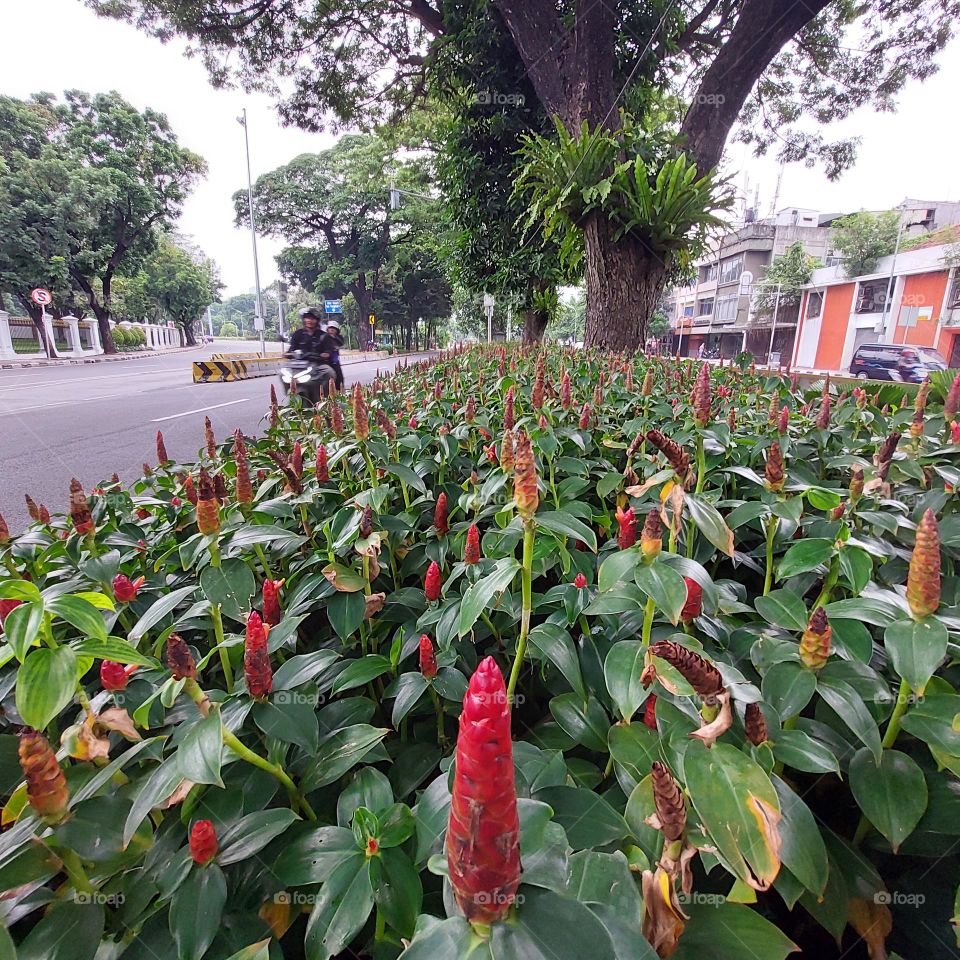a park between two lanes