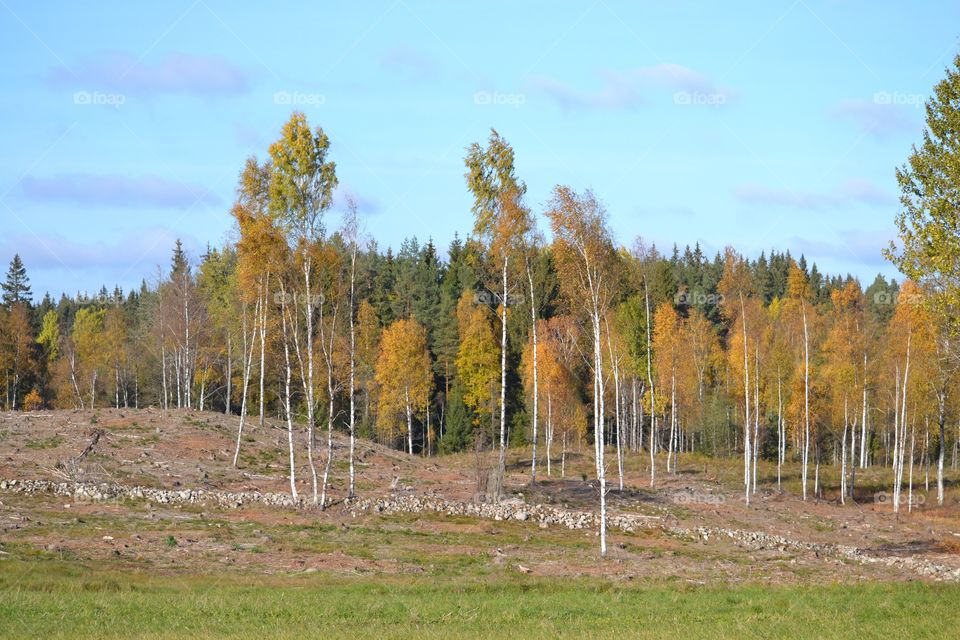 Autumn landscape