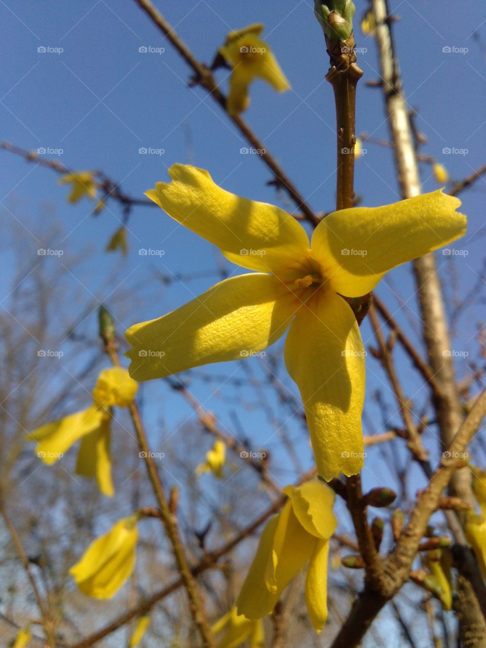 blooming forsythia