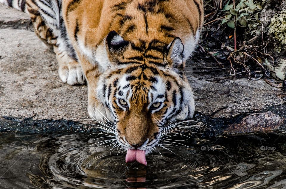 Trinkender Tiger