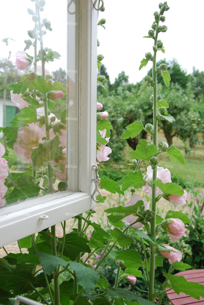 Holyhock Window