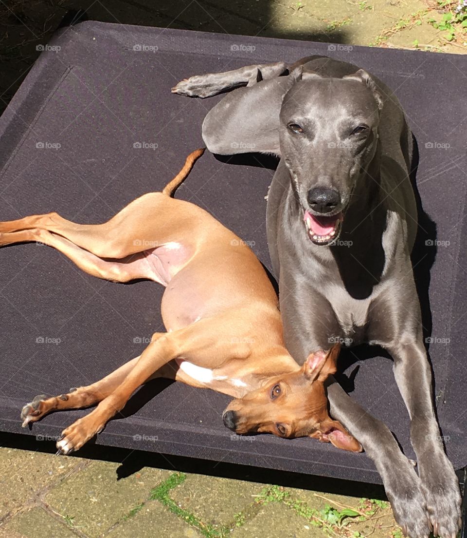 Amber the Italian greyhound puppy and Libby the whippet relaxing on a dog hammock bed outside in the sunshine 