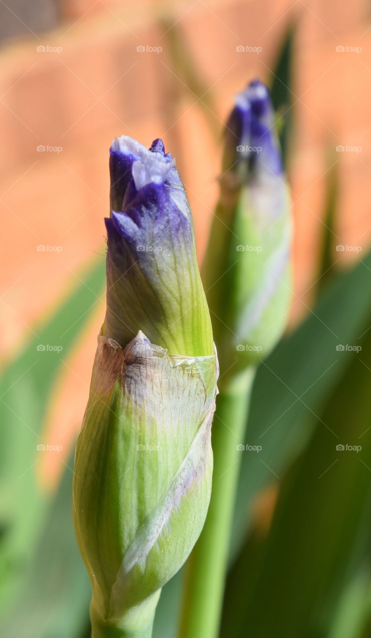 Iris in bloom
