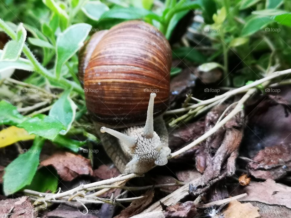 Snail in my garden