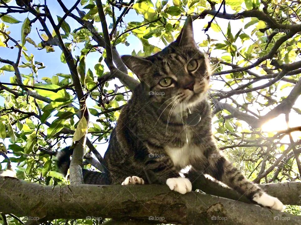 Mackerel tabby cat climbing through the branches of an apple tree and looking down at viewer