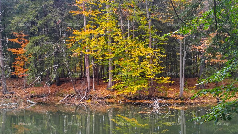 Autumn Woods