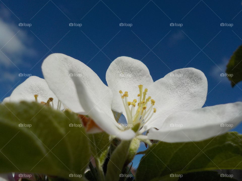 Sacred apple blossom :) 