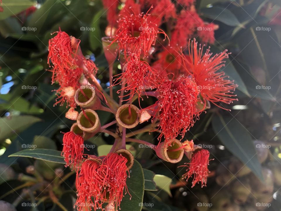 Beautiful red flowers, attracting hundreds of honey bees towards them. The picture captures individual strands of the flowers, each of which probably carry several pollens that will be scattered by the bees