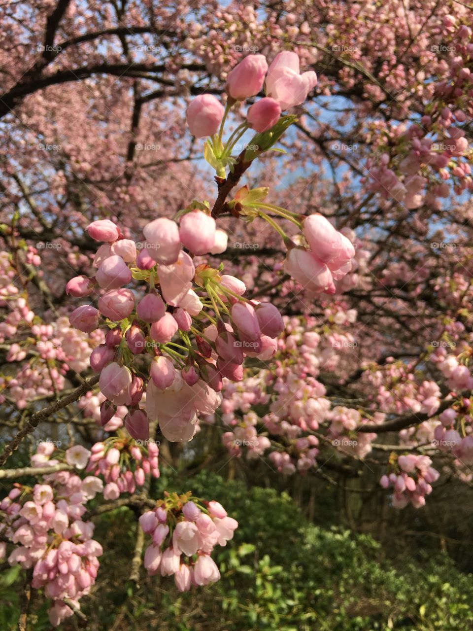 Cherry Blossom Festival Vancouver 2017