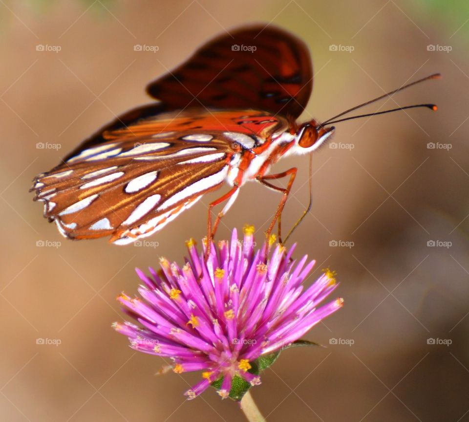 Butterfly on Purple Flower