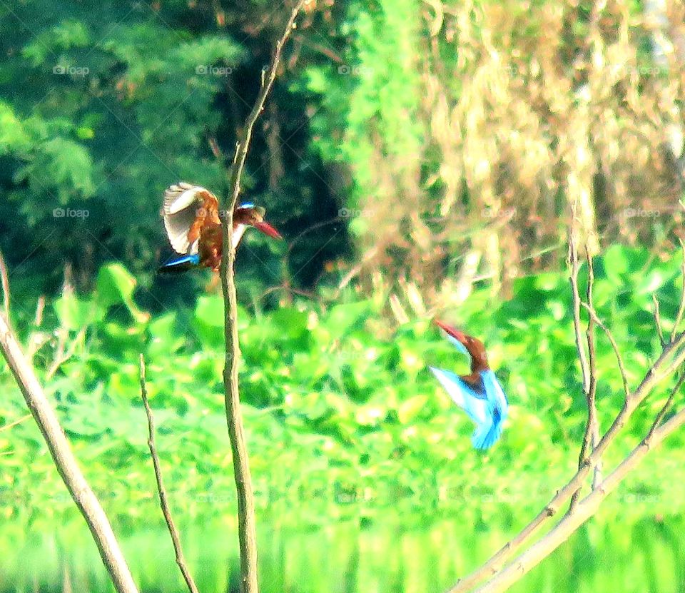 the couple king fisher are flying