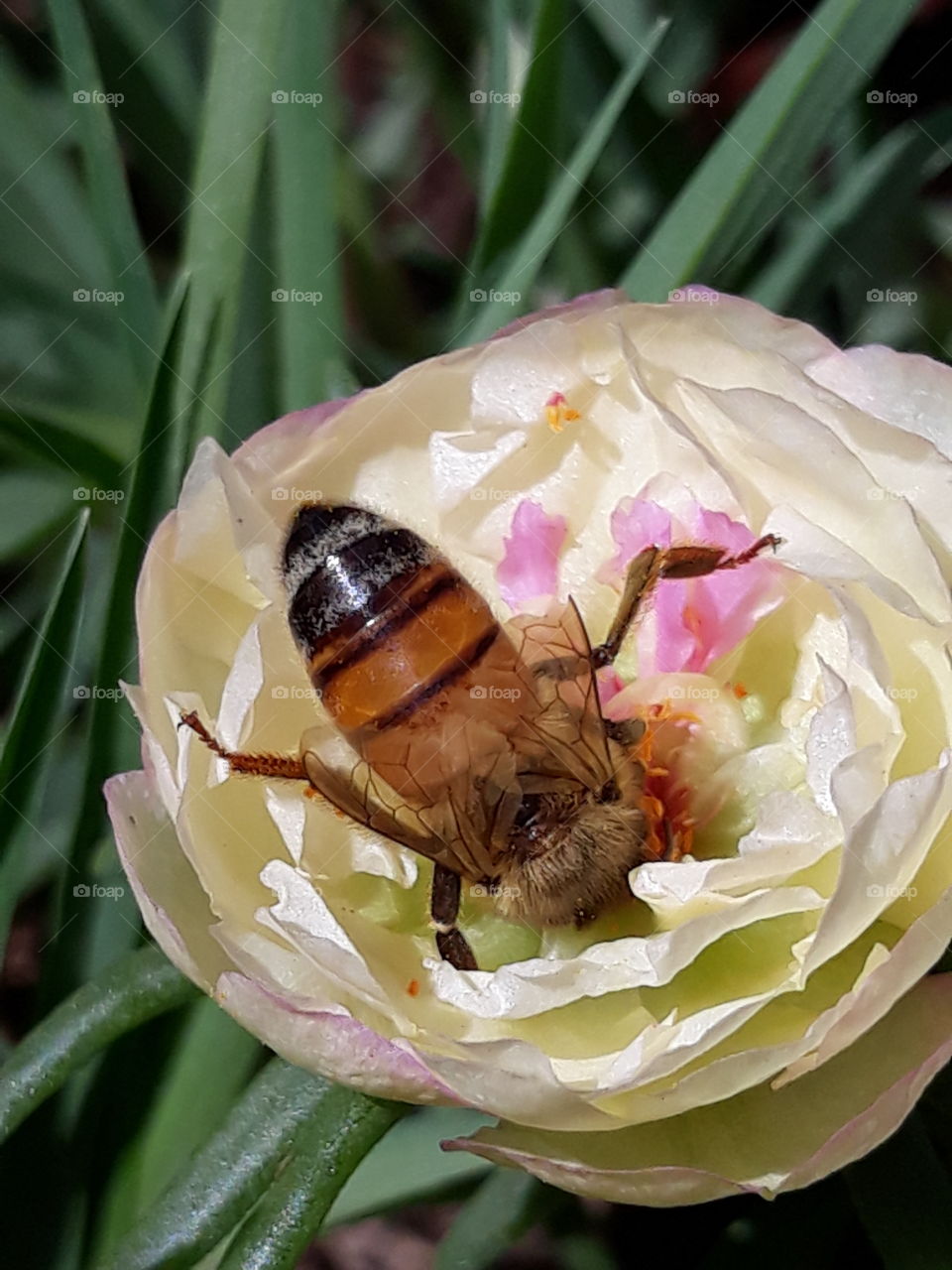 A bee extracting pollen from a flower