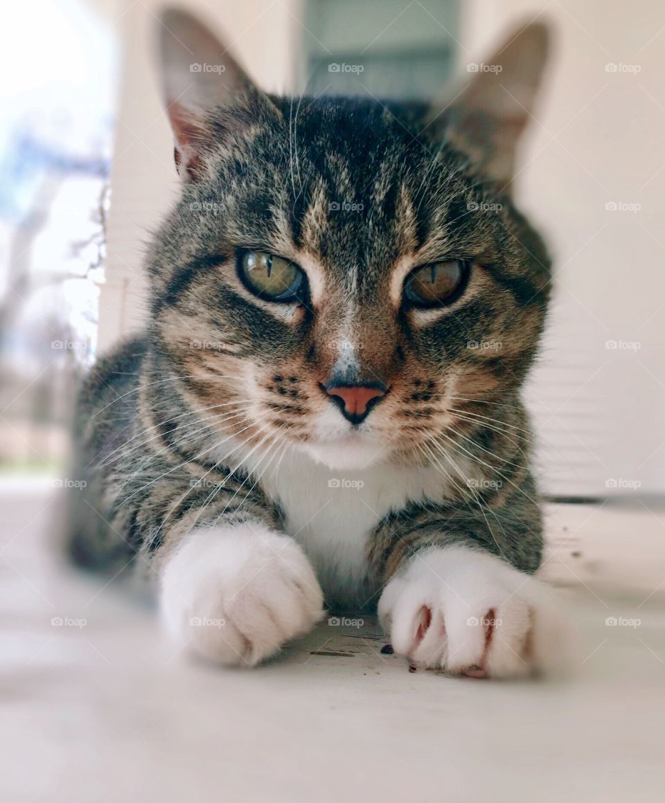 Fun Animals in our daily lives - A grey tabby cat with head and paws facing camera on white weathered wood surface,, adorable expression, bright misty backlighting, eye-level view