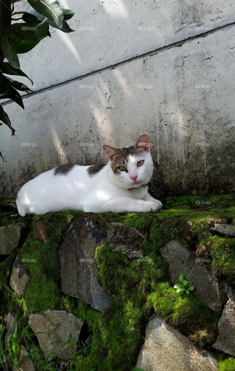 Cat laying on mosses stone fence with concrete wall as background