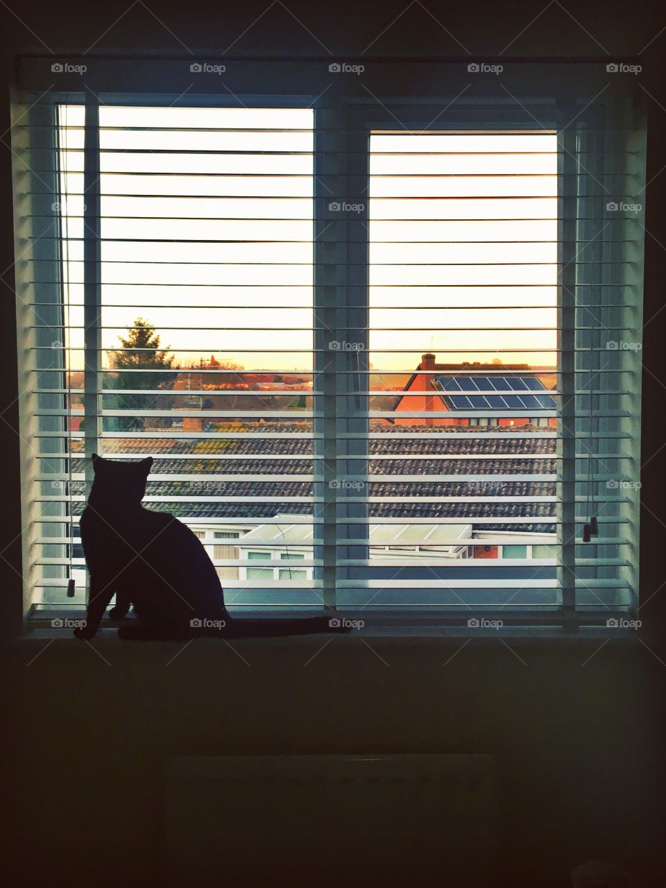 My gorgeous cat midnight. She loves staring out of the window in my room, maybe because the view is so cute 