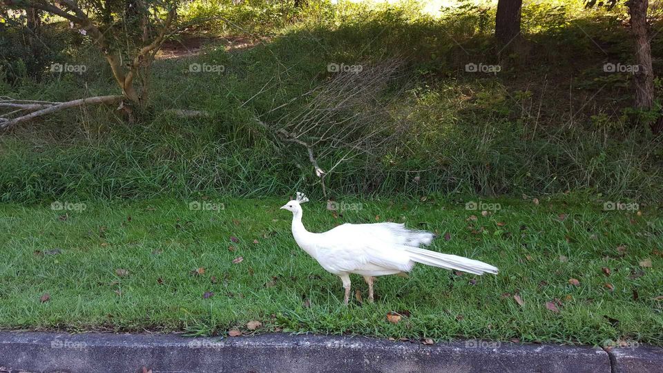 white peacock