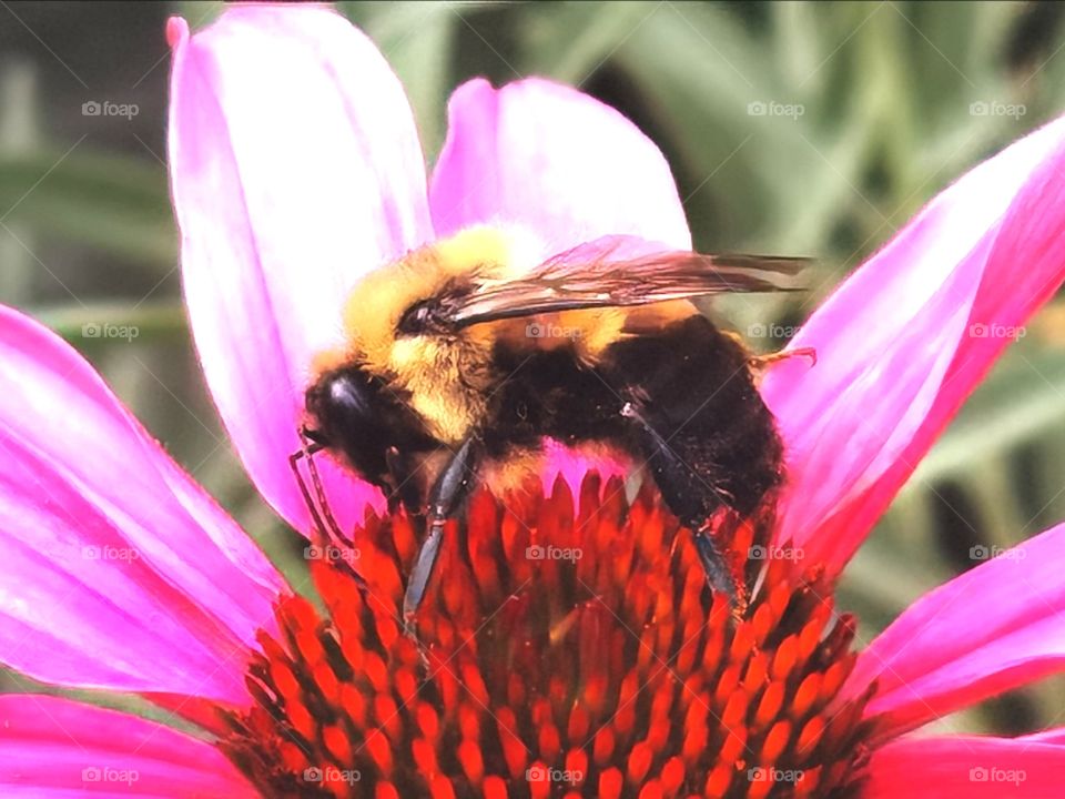 Bee on a flower