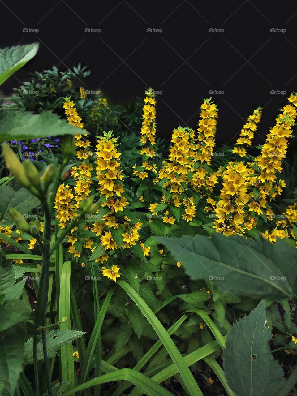 Photo of green grass growing in the garden