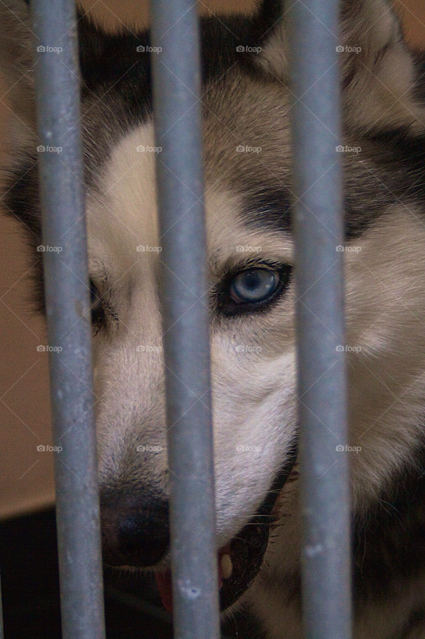 Dog in a cage. Husky in a pet pension 