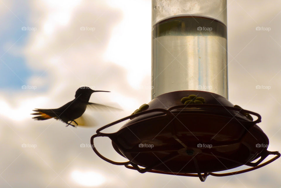 bird feeder hummingbird alaska by refocusphoto